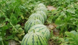 热门大瓜 今日看料,揭秘娱乐圈最新爆料，看料不停歇！