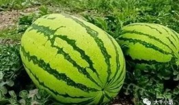 热门大瓜往期内容